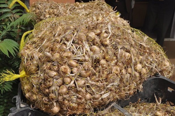 کشف یک تن و ۳۰۰ کیلو پیاز زعفران فاقد مجوز حمل در فردوس